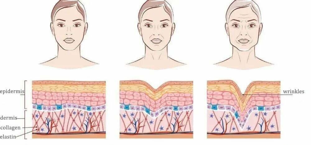 human skin structure